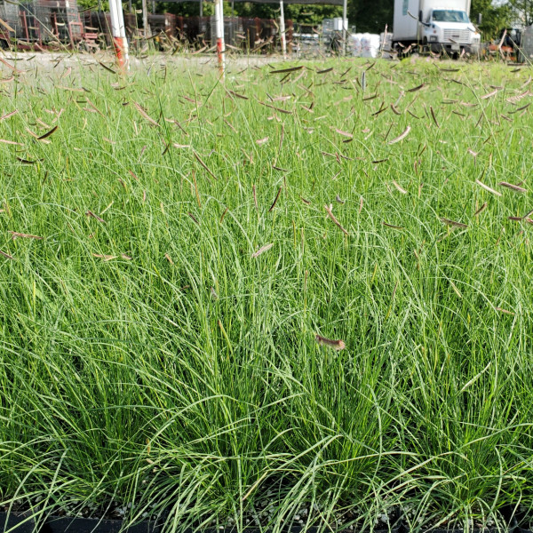 Bouteloua gracilis has green foliage