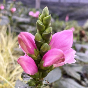 Chelone Tiny Tortuga has pink flowers