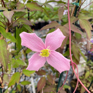 Clematis montana Rubens has pink flowers