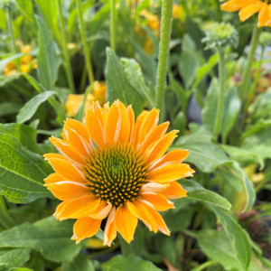 Echinacea Tweety has yellow flowers