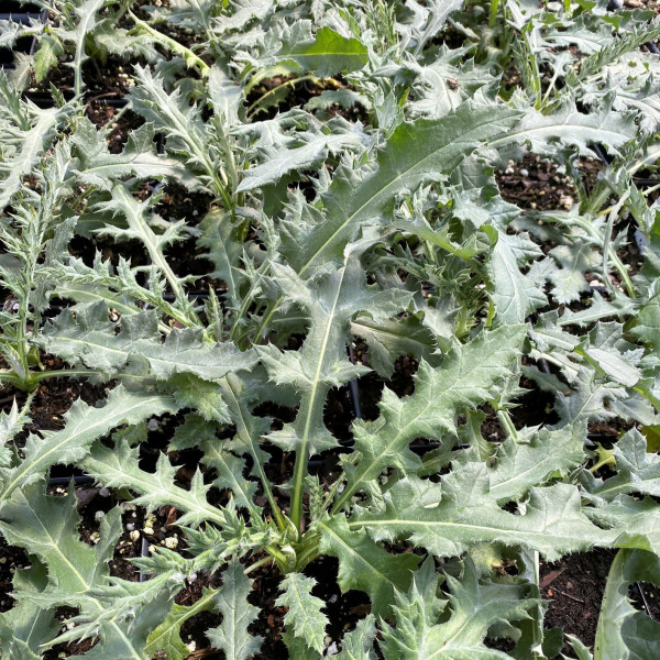 Echinops Arctic Glow has white flowers