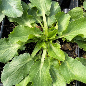 Eryngium Blue Hobbit has blue flowers