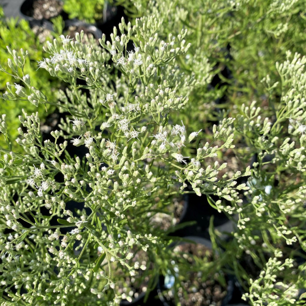 Eupatorium hyssopifolium has white flowers