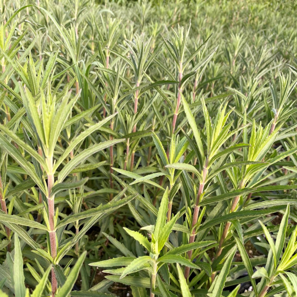 Eupatorium hyssopifolium has white flowers