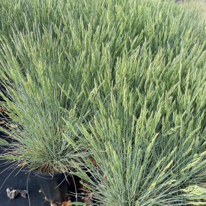 Festuca Elijah Blue has blue foliage