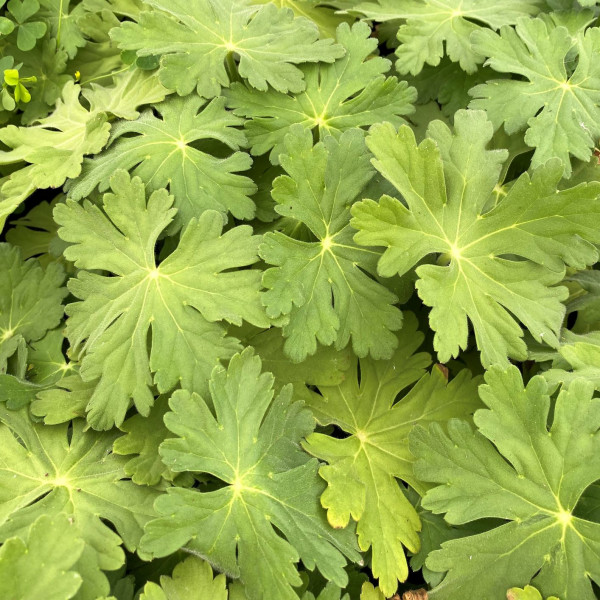 Geranium Bevans Variety has pink flowers