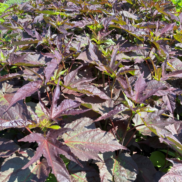 Hibiscus Midnight Marvel has red flowers