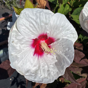 Hibiscus Mocha Moon has white flowers