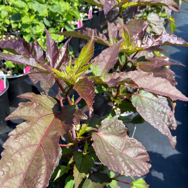 Hibiscus Mocha Moon has white flowers