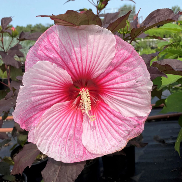 Hibiscus Starry Starry Night has pink flowers