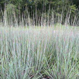 Schizachyrium The Blues has blue foliage