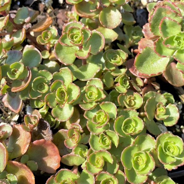 Sedum Fuldaglut has red foliage