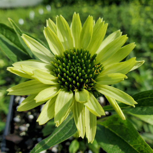 Echinacea Green Jewel has green flowers