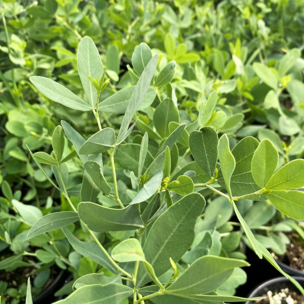 Baptisia alba has white flowers