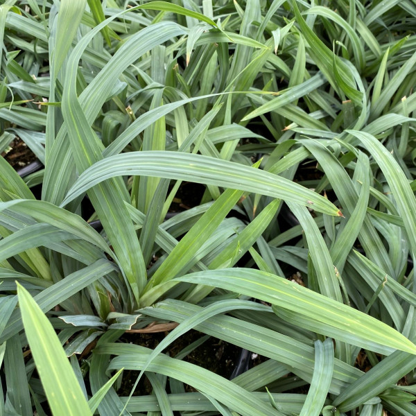 Carex flaccosperma has blue foliage