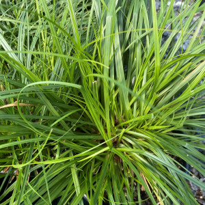 Carex sprengelii has green foliage