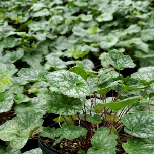 Heuchera Dale's Strain has sliver-blue leaves