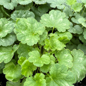 Heuchera splendens has green foliage