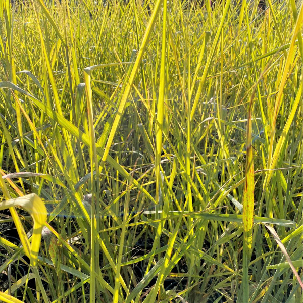 Panicum Cloud Nine has blue green foliage