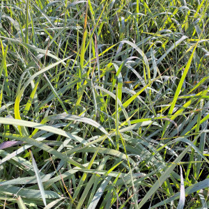 Sorghastrum Indian Steel has blue green foliage