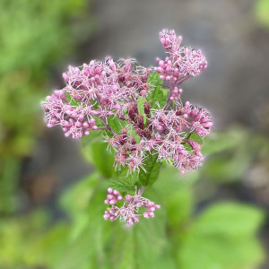 Eupatorium purpureum has pink flowers