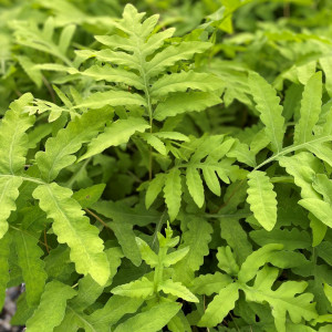 Sensitive Fern has green foliage