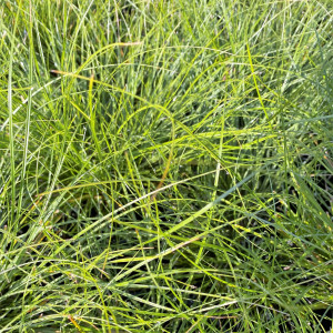 Carex radiata has green foliage