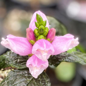 Chelone Hot Lips has pink flowers