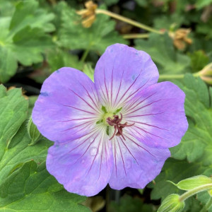 Geranium Azure Rush has blue flowers