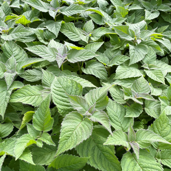 Monarda Raspberry Wine has raspberry flowers