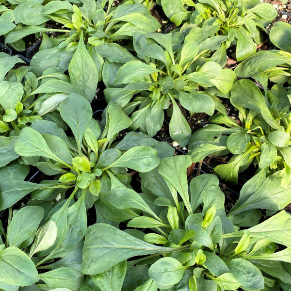 Penstemon hirsustus has violet flowers