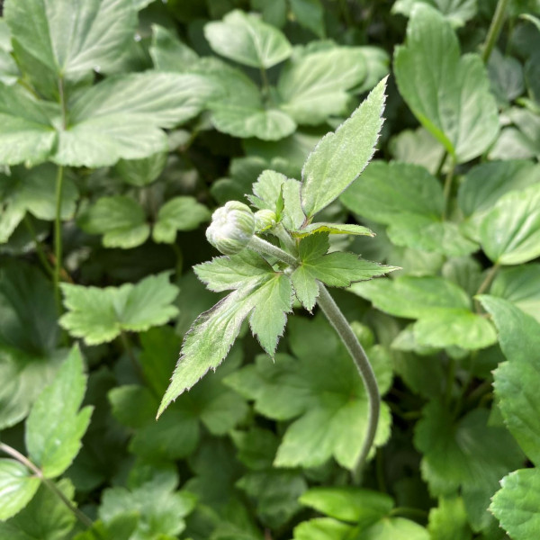 Anemone Pamina has pink flowers