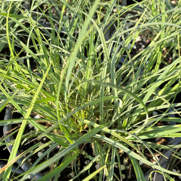 Carex woodii has green foliage