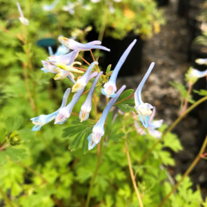 Corydalis Blue Panda has blue flowers