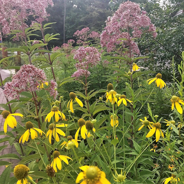 Eupatorium Gateway has purple flowers