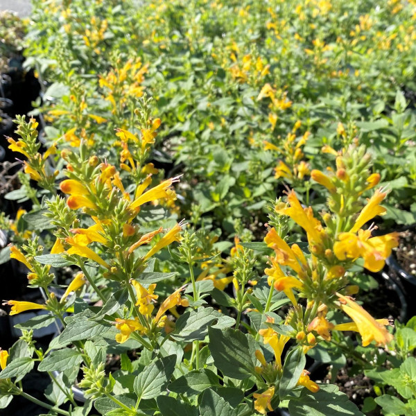 Agastache POQUITO Butter Yellow has yellow flowers