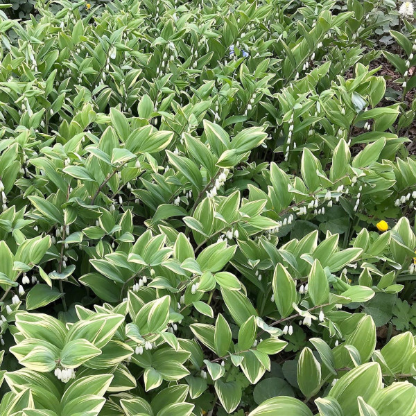 Polygonatum Variegatum has white flowers