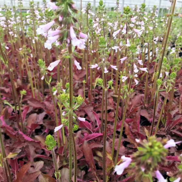 Salvia Purple Knockout has pale flowers