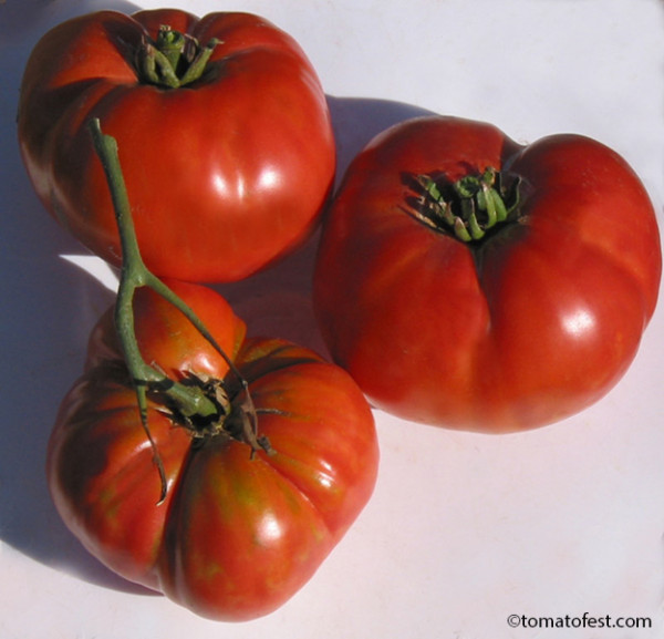 tomato fest. todd amish county